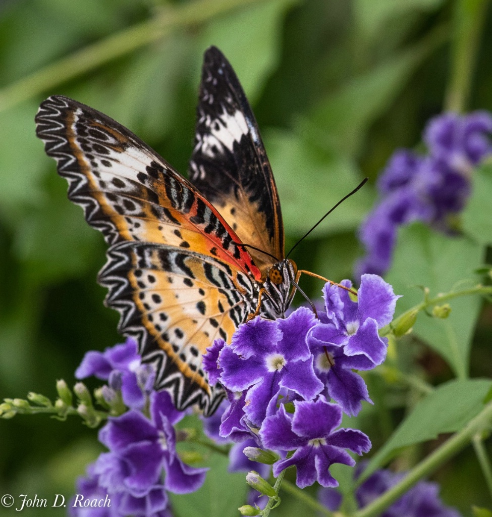Ginter Butterfly - ID: 15601237 © John D. Roach