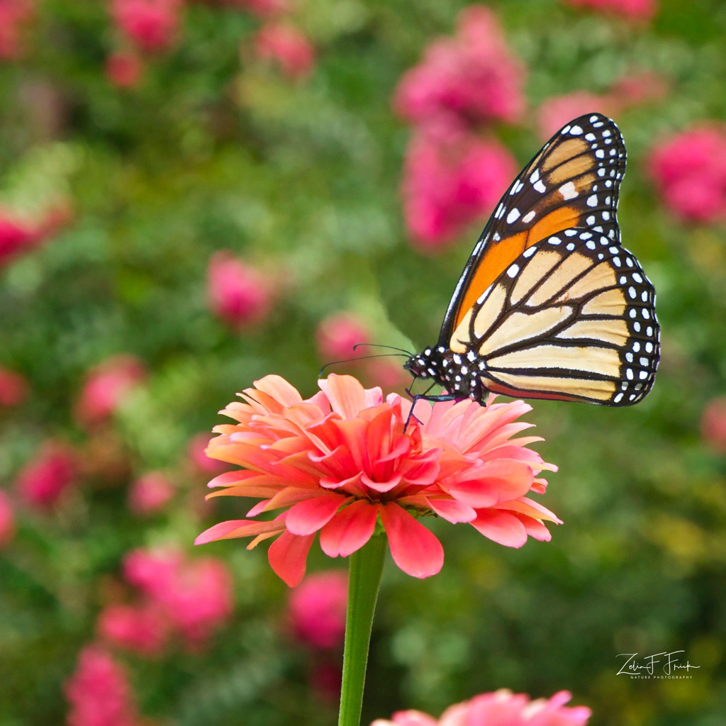 The beautiful Monarch - ID: 15601277 © Zelia F. Frick