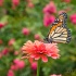 2The beautiful Monarch - ID: 15601277 © Zelia F. Frick