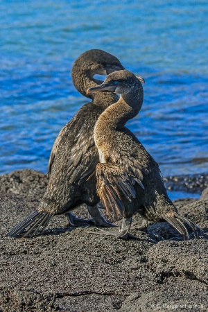 Flightless Cormorants in Courting Mode