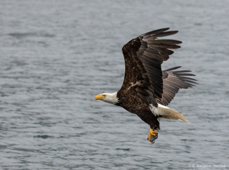 Bald Eagle with Catch