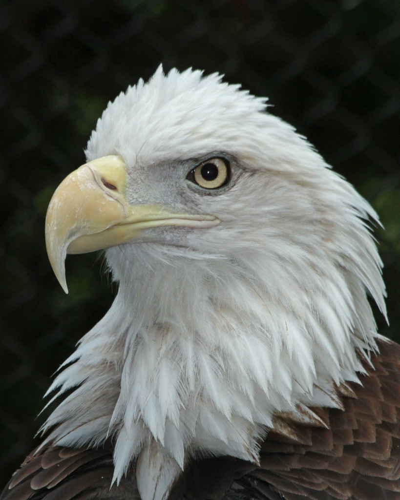 bald eagle 