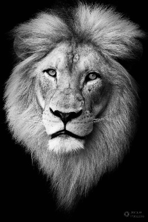 Lion Portrait