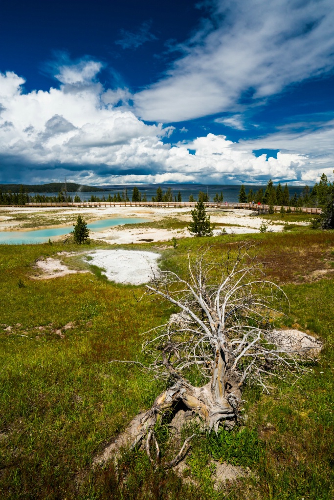 Yellowstone Branching Out  - ID: 15601409 © Stanley Singer