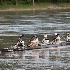 © Cindy J. Hiles PhotoID # 15601455: 20180725-FL6A1548