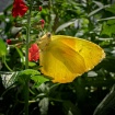 Sunny
