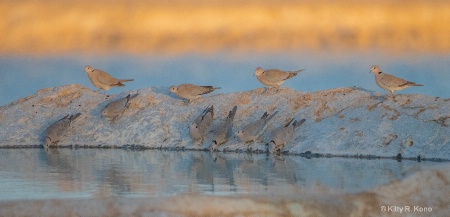 African Doves at the Watering Hole