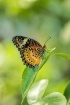 On the green leaf