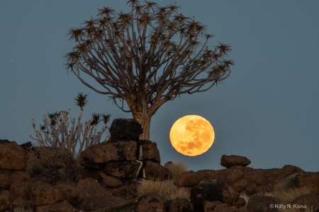 Full Moon Setting in the Quiver Tree Forest