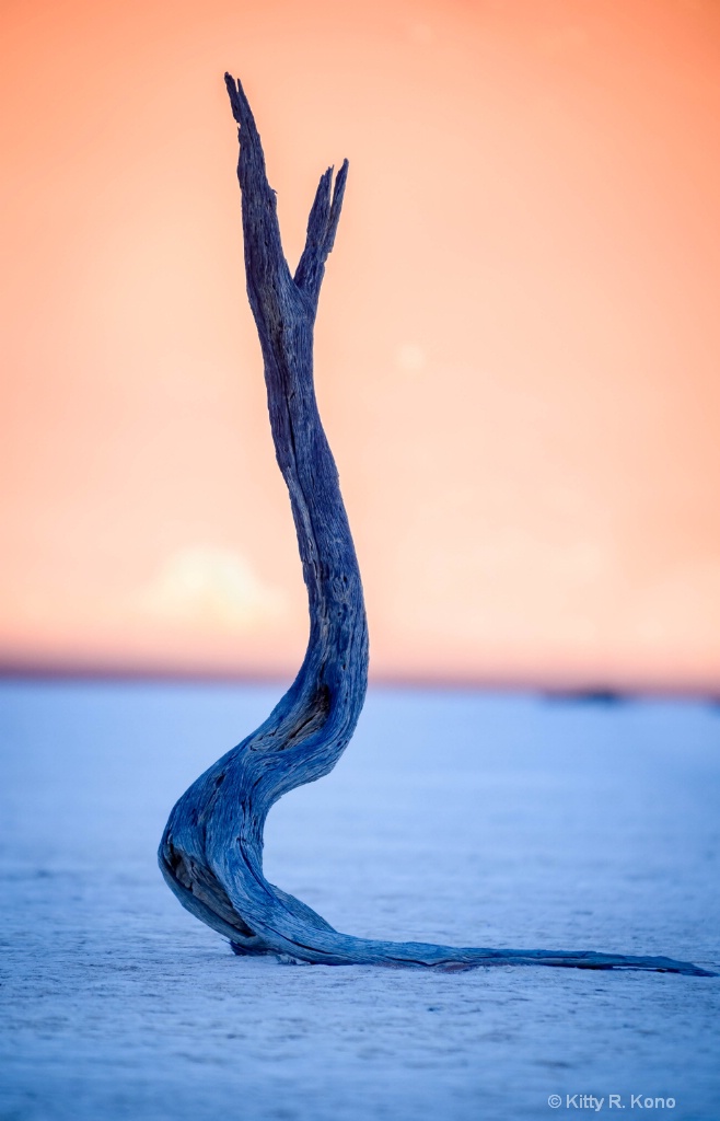 1,000 Year Old Fossilized Acacia Tree Just at Dawn