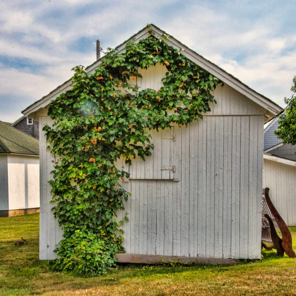 Vines