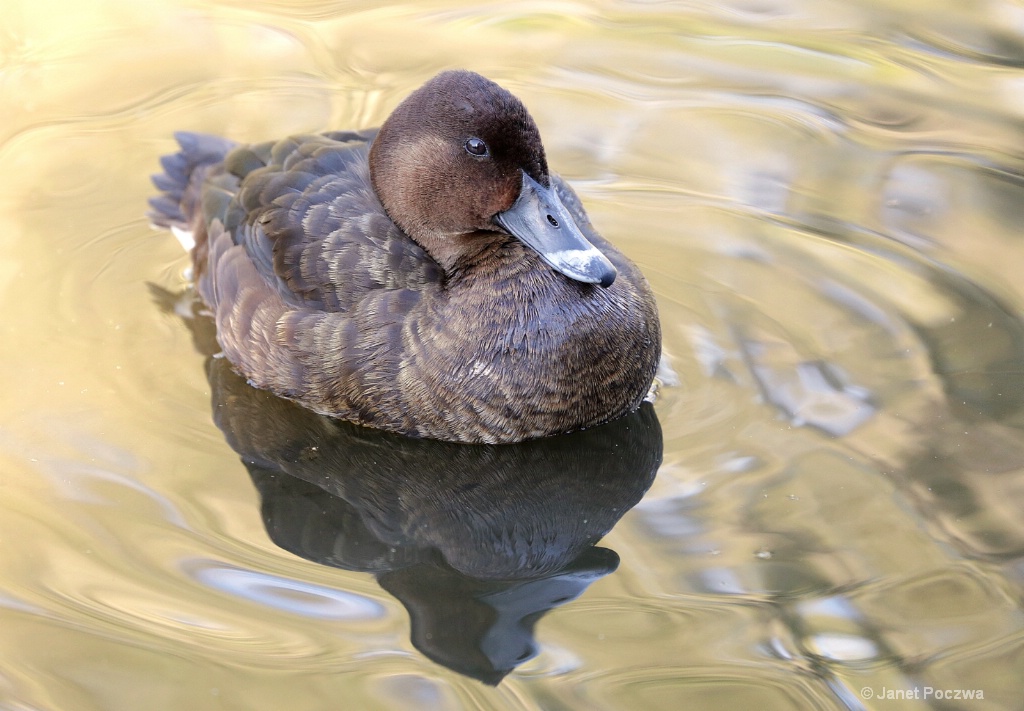 Female White-eyed Duck