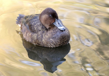 Female White-eyed Duck