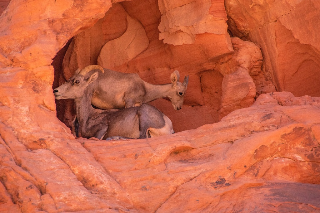 Mother and baby mountain Goat in Fire Valley NV