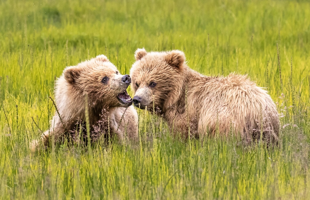 Two Bear Cubs  