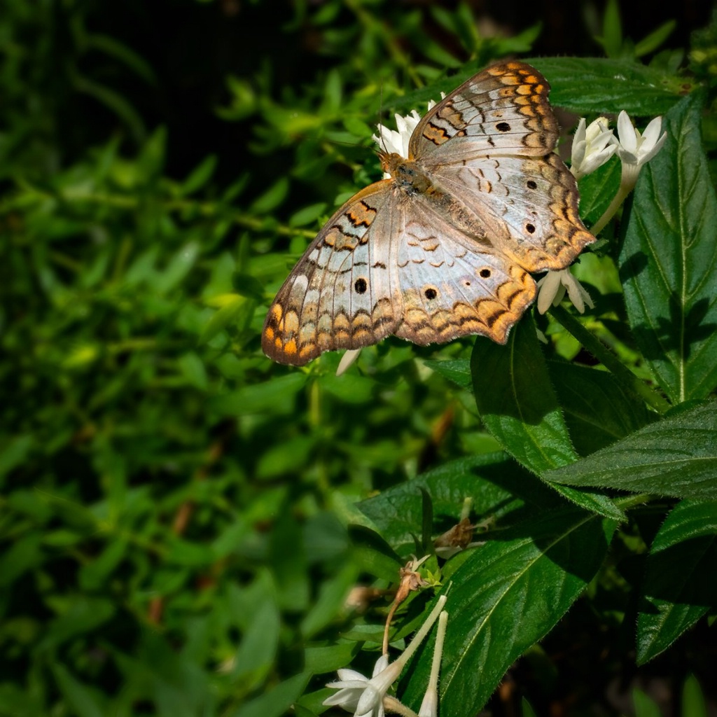 Sunbather