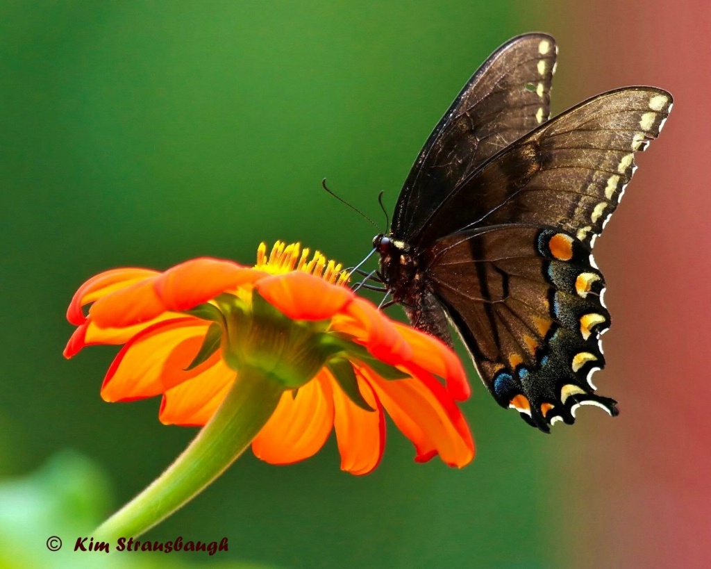 Happiness Is A Butterfly