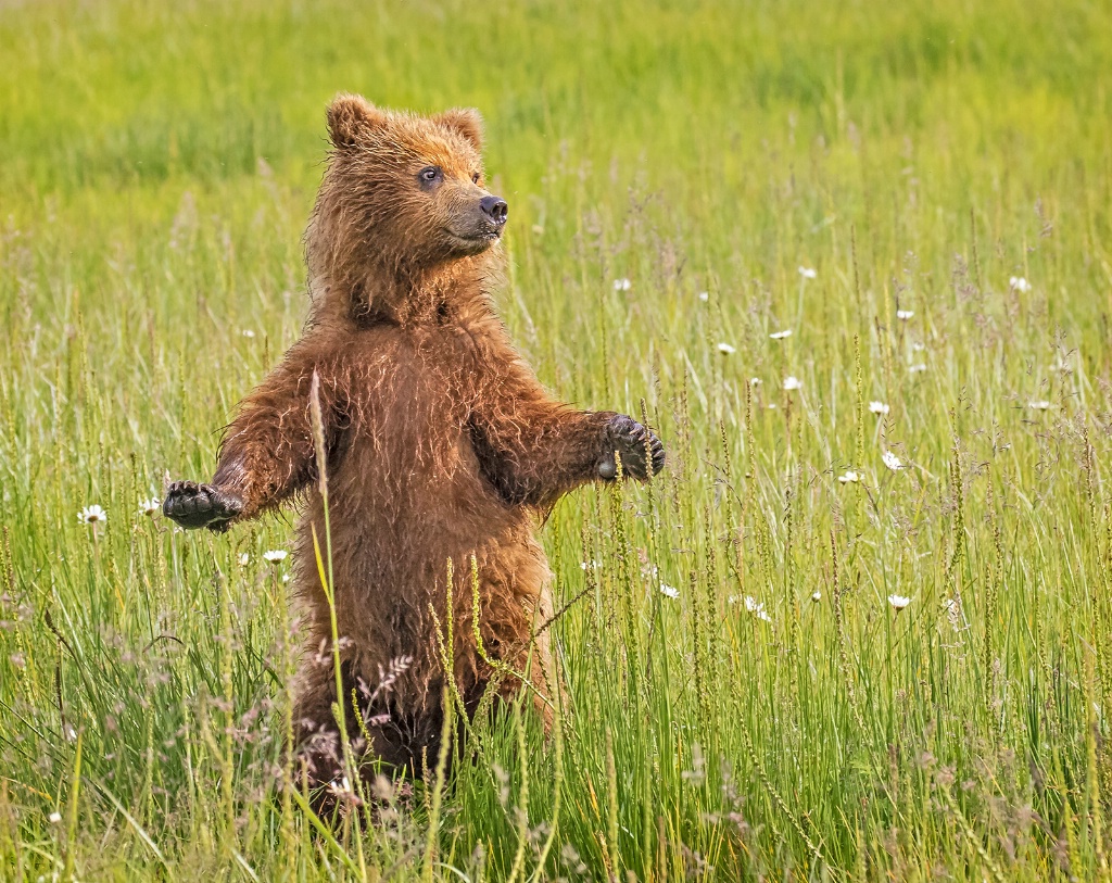 Dancing In The Daisies  