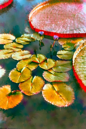 Abstract Lily Pads