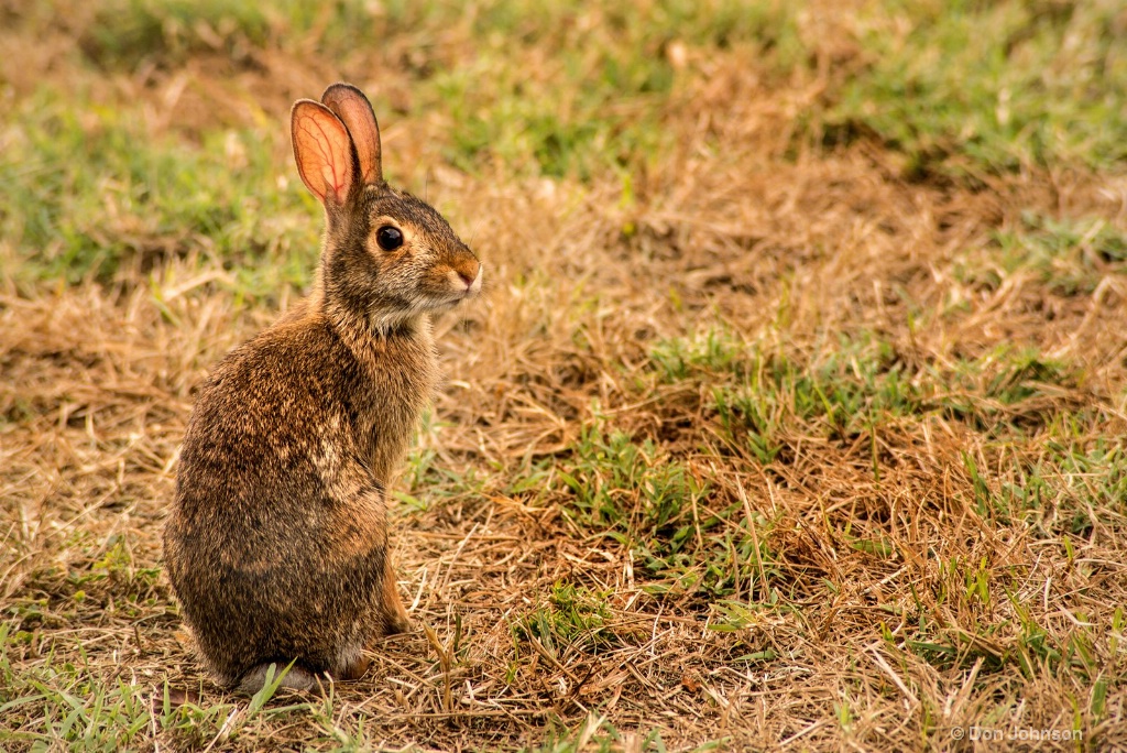 Wild Rabbit 3-0 F LR 7-22-18 J146