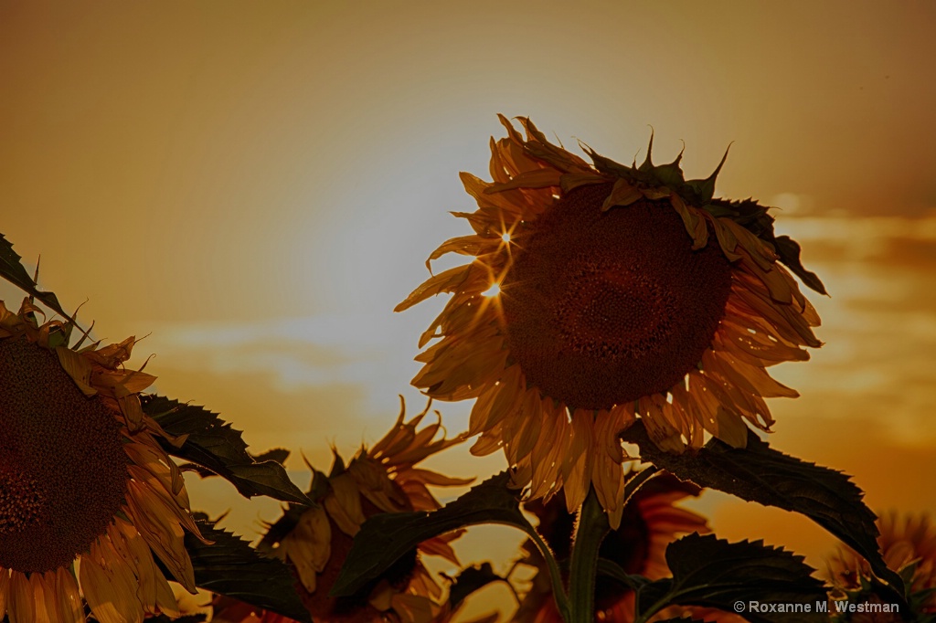 Double starred sunflower - ID: 15603223 © Roxanne M. Westman