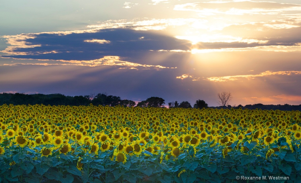 Split sun star over the sunflowers - ID: 15603224 © Roxanne M. Westman