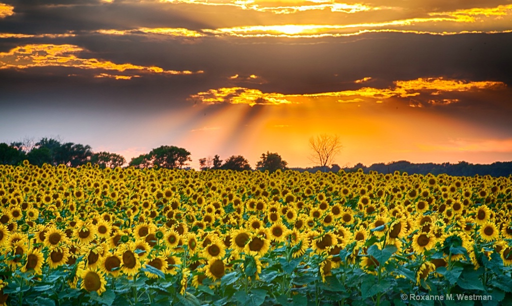 North Dakota sunflowers in their glory - ID: 15603225 © Roxanne M. Westman