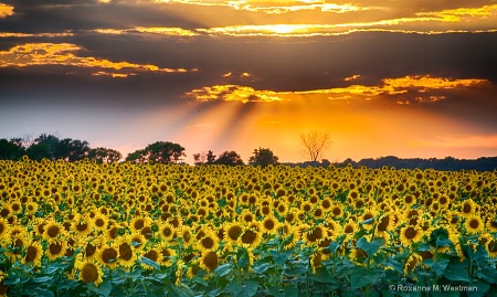 North Dakota sunflowers in their glory