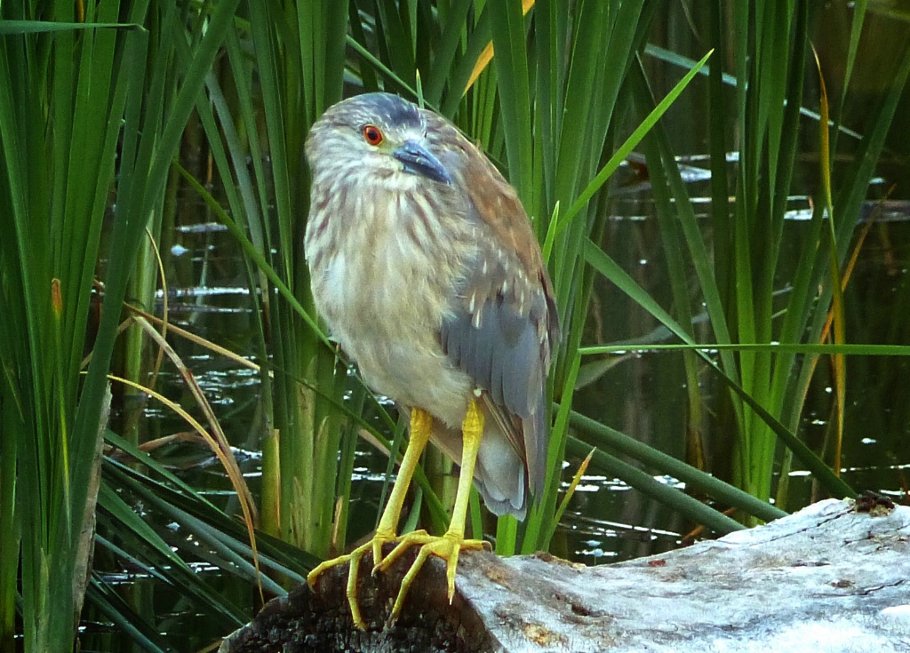 Black Crowned Night Heron