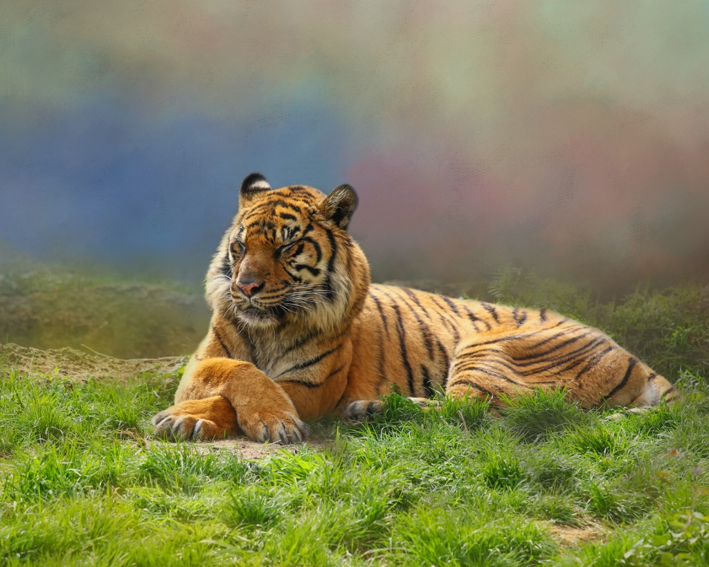 Sleeping Tiger