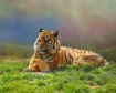 Sleeping Tiger
