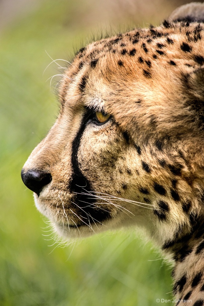 Profile of a Cheetah 3-0 F LR 5-6-18 J185