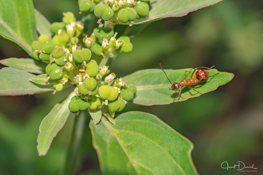 Ant On A Plant