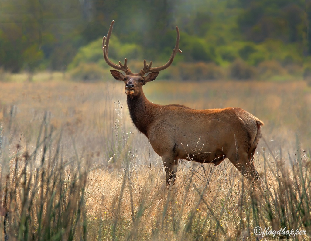 Tule Elk in Velvet