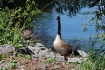 The Family Goose
