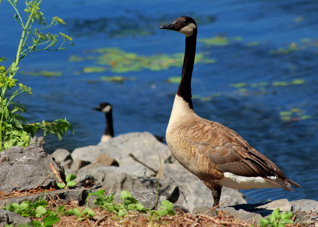 The Family Goose