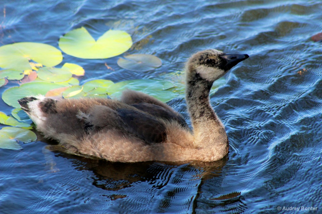 The Family Goose