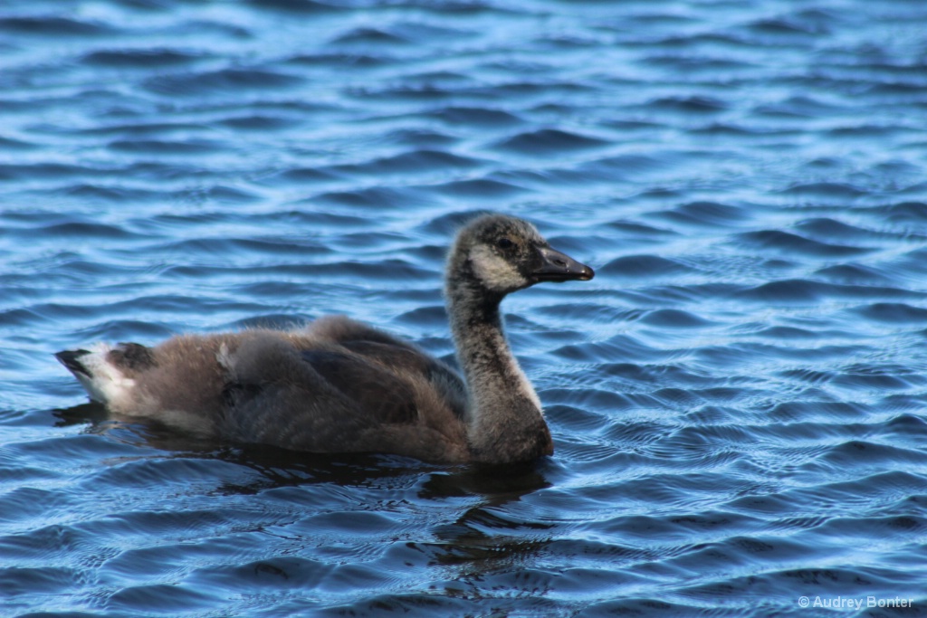 The Family Goose