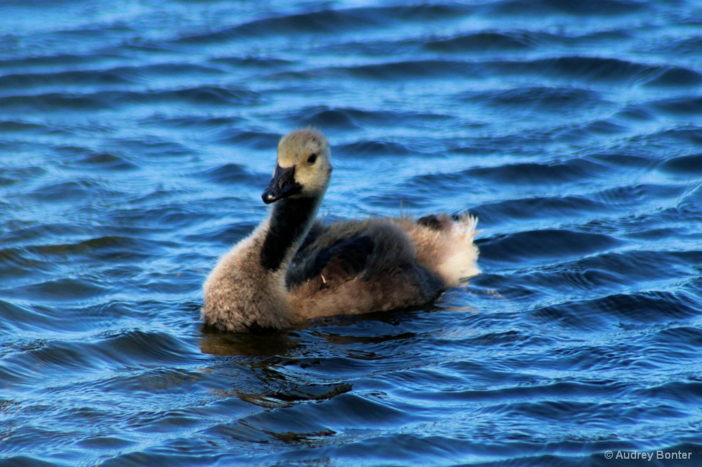 The Family Goose