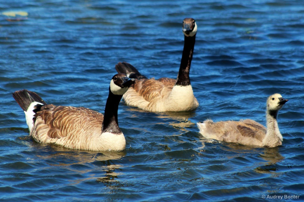 The Family Goose