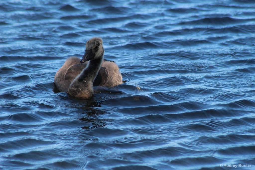 The Family Goose