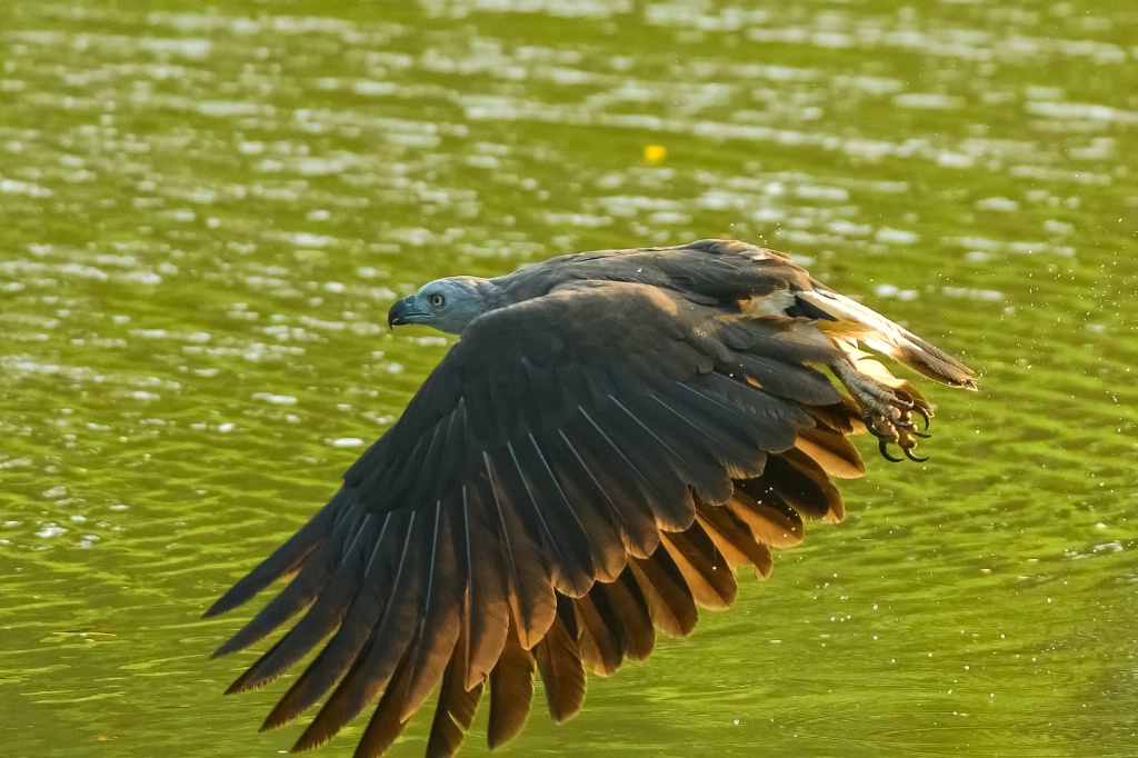 Eagle wings