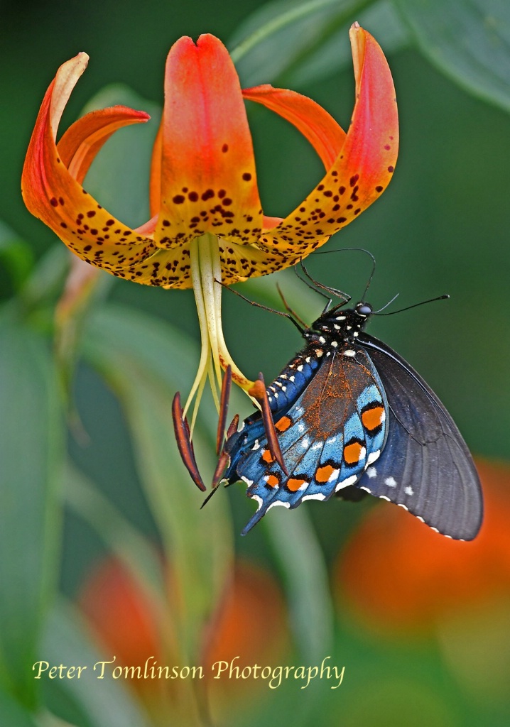 Swallowtail on Turk's Cap Lily, North Carolina