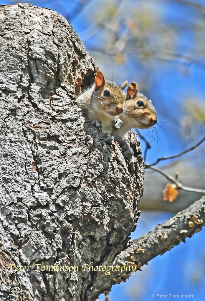 Young Squirrels North Carolina