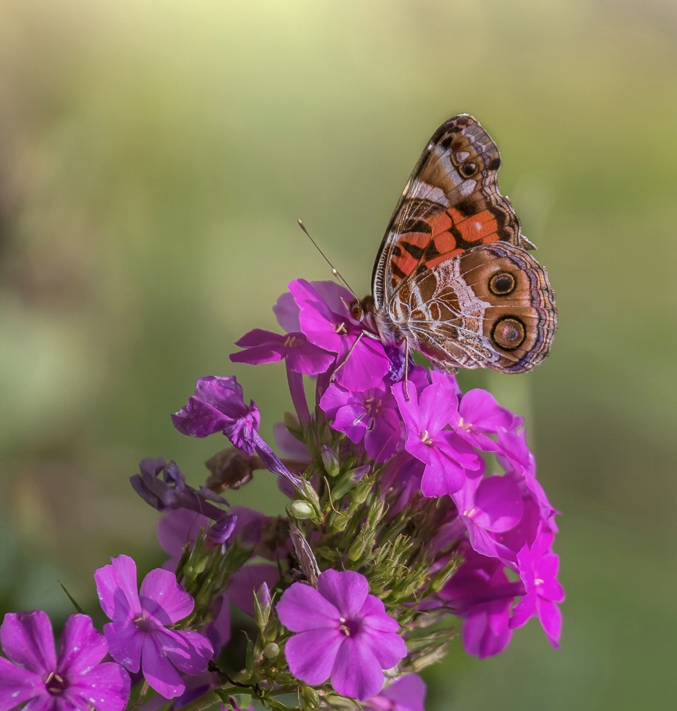 Painted Lady