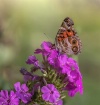 Painted Lady
