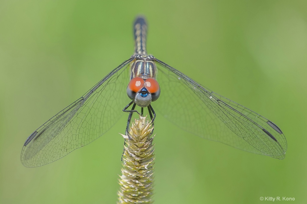 The Red Eyed Dragonfly - ID: 15606301 © Kitty R. Kono