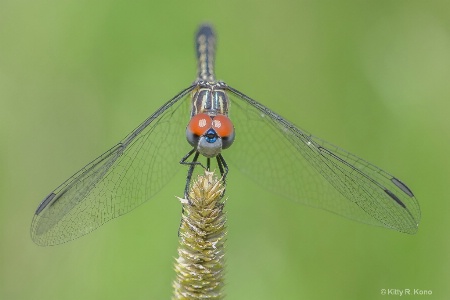 The Red Eyed Dragonfly