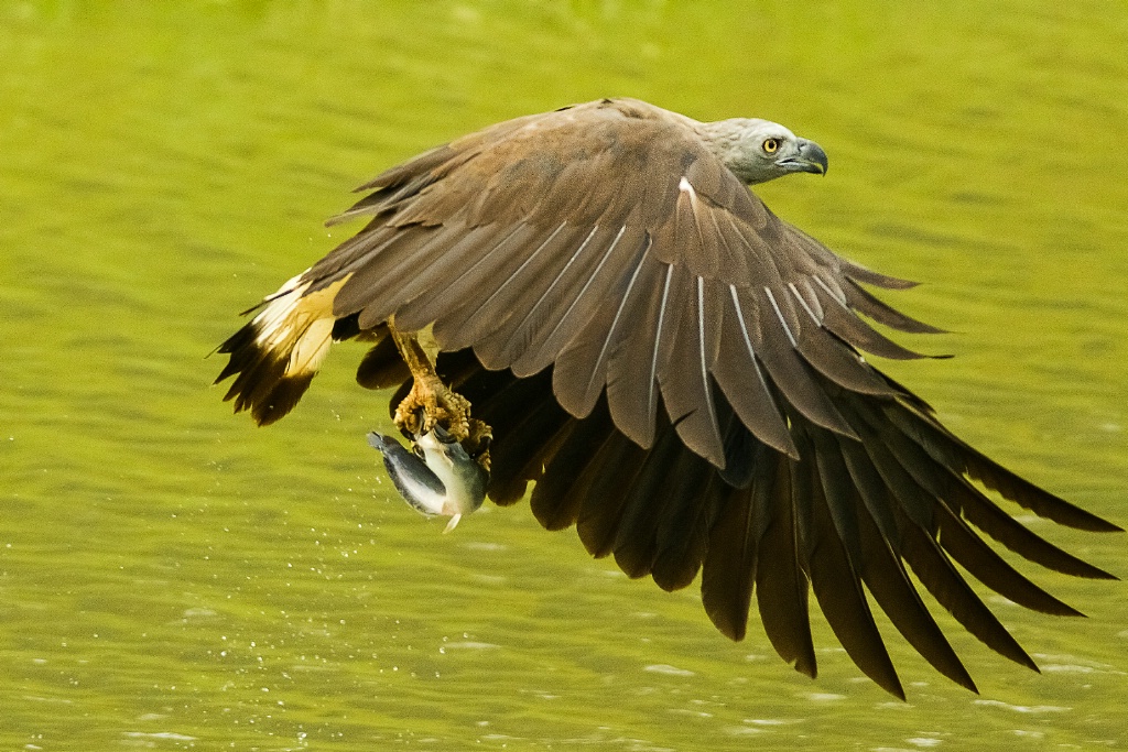 Grey headed eagle