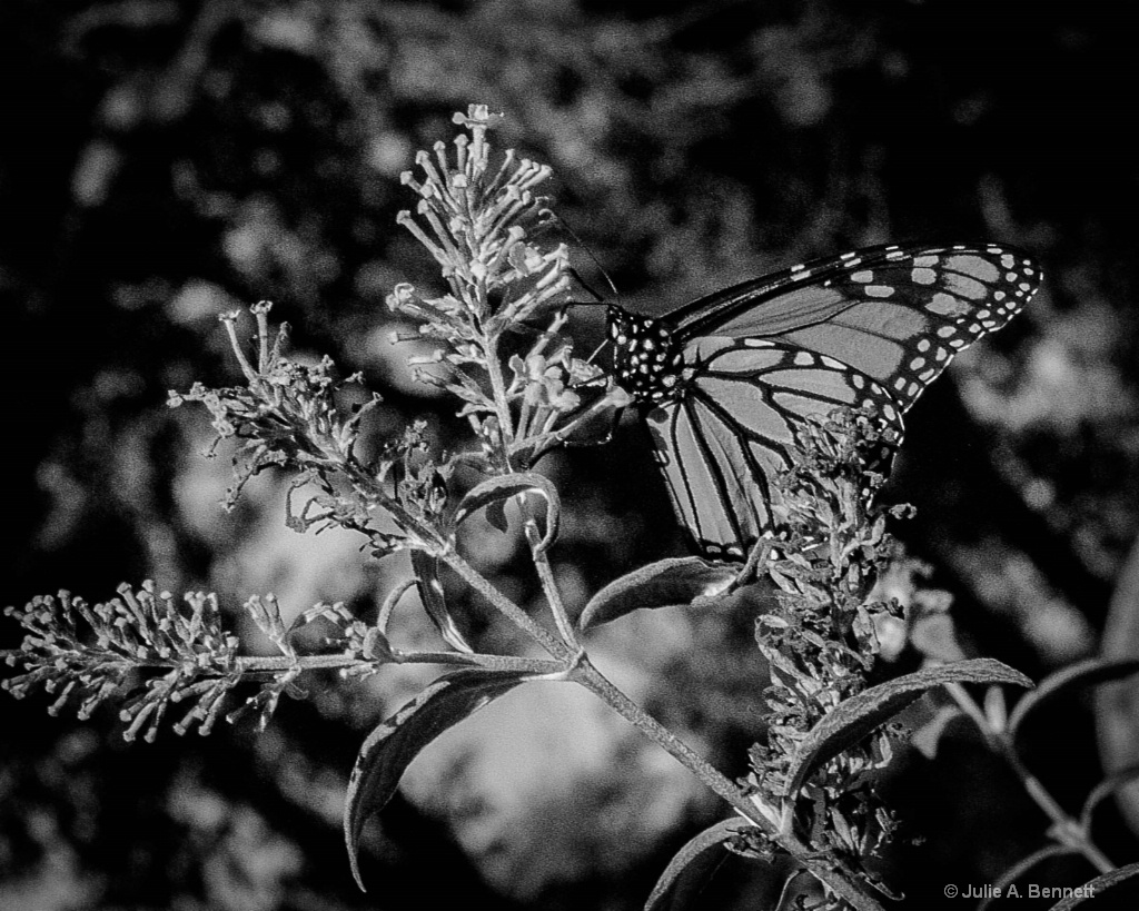 Butterfly BW - ID: 15607531 © Julie A. Bennett